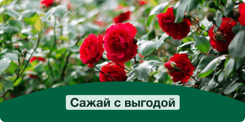 Banner 2