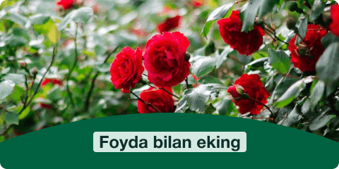 Banner 2